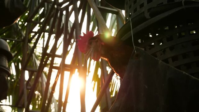 Raise Chickens in a Basket,
Chicken in Basket,
Rhode Island Chicken in Basket,
Rhode Island
