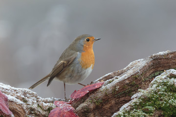 robin on branch