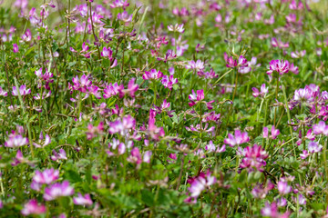 Obraz premium Astragalus festival in Otaki Town, Chiba prefecture, Japan
