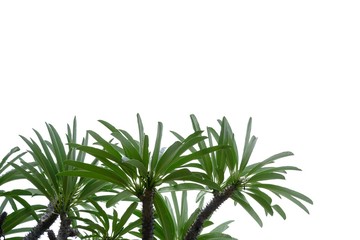 Tropical tree leaves with branches on white isolated background for green foliage backdrop 