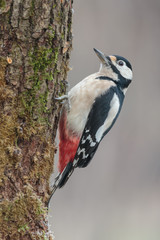 Red woodpecker 00001