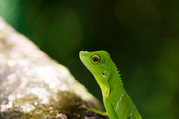 Green Lizard Close up