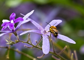 Bee on Purple Flower Petal