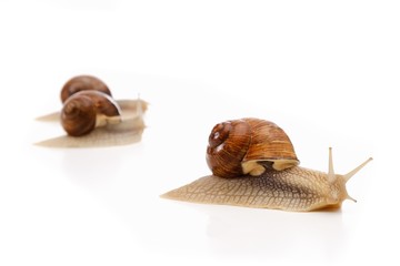 snail white background animal brown. shell.