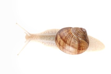 snail white background animal brown. macro.