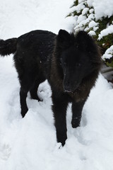 Fototapeta premium portrait of a dog