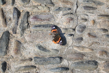 Mariposa Atalanta sobre piedras