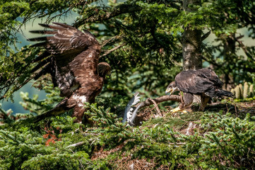 Bird of prey Golden eagle bringing the prey to to eagle chick on nest. Deep pine forest in mountains of northern Slovakia