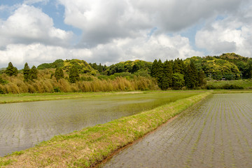 Fototapeta na wymiar Scenery with rice fields in Otaki-town, Chiba prefecture, Japan