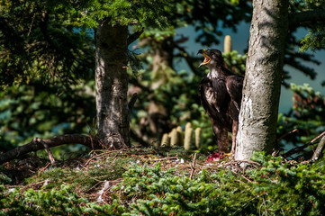 Old chick of bird of prey Golden Eagle calling parents for food. Dense pine forests of northern Slovakia