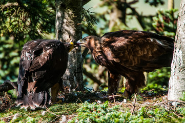 Golden Eagle parent feeding old chick on nest in dense pine forest in northern Slovakia