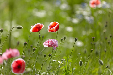 Pink and red poppy flowers in the meadow on the background of blurred green grass with beautiful bokeh