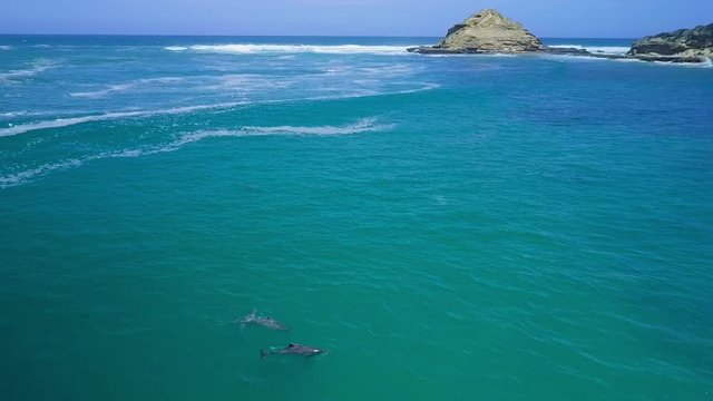 Overhead aerial view of humpback dolphins surfacing, jumping and swimming near to the beach. (Sedgefield, Knysna, Garden Route, Western Cape)