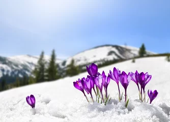 Fotobehang Krokus Spring landscape of blooming flowers violet crocuses ( Crocus heuffelianus ) on glade in mountains covered of snow. Carpathian mountains  © Anastasiia Malinich