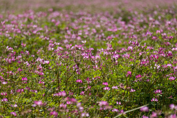 Astragalus festival in Otaki Town, Chiba prefecture, Japan