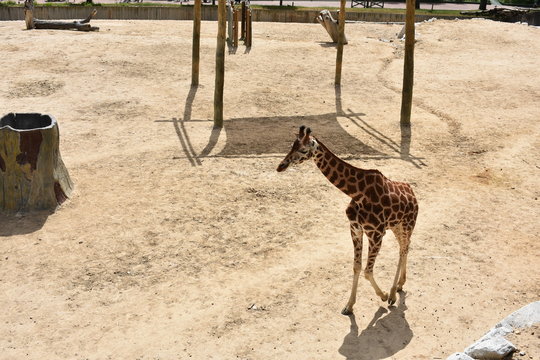 giraffa