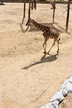 giraffa