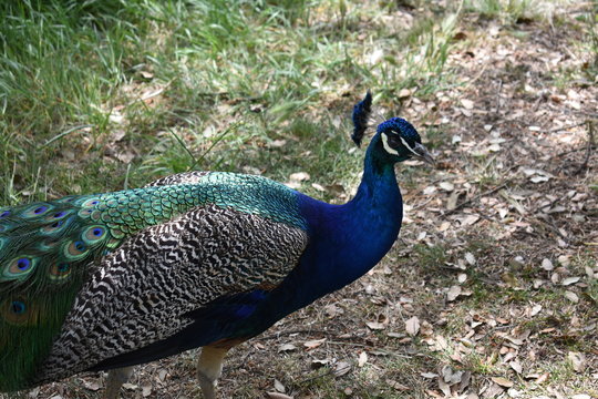 pavo real