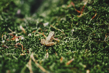 Makro-Aufnahme von Frosch in freier Wildbahn