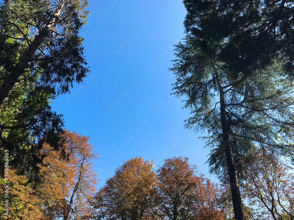 Wall mural trees and blue sky