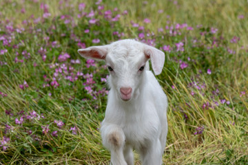 Naklejka na ściany i meble Baby of goat, Otaki town, Chiba prefecture, Japan