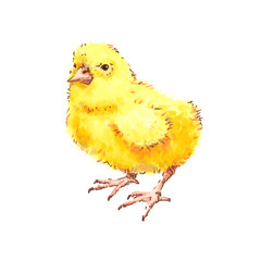 Little chicken illustration, hand drawing, spirit markers