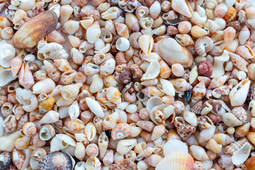 Sea Shells background 