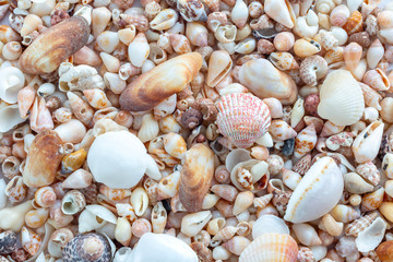 Sea Shells background 