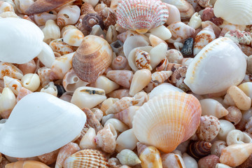 Sea Shells background 