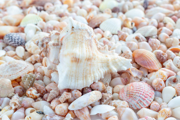 heaps of seashells in different shapes, sizes and colours