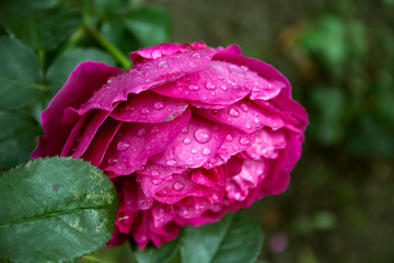 Close up image of red rose and water drops after the rain