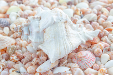 heaps of seashells in different shapes, sizes and colours