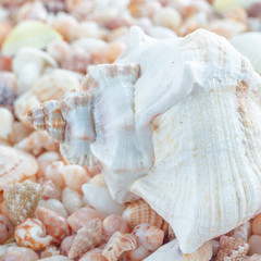 heaps of seashells in different shapes, sizes and colours