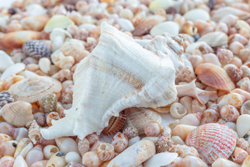 heaps of seashells in different shapes, sizes and colours