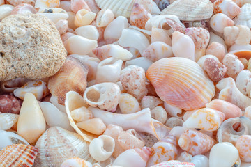 Sea Shells background 