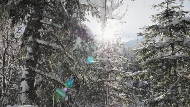 Slow Motion Dolly shot with an Electronic Gimbal showing winter forest with snow falling and sunshine through the trees creating a lens flare effect.