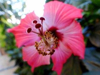 red hibiscus flower