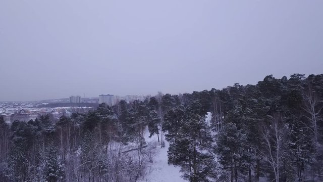 Beautiful pine trees forest cowered in snow. Early morning first warm light. Unique aerial drone shots in frizzing cold winter.