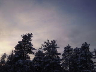 sunset in the forest