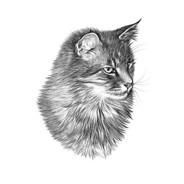 Page 13  Cat Pencil Drawing Images  Free Download on Freepik