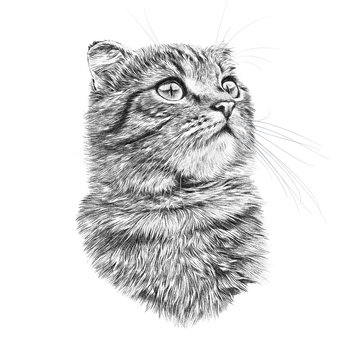 Premium AI Image  Pencil sketch of cute baby cat Generative AI