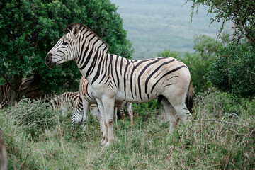 African Zebra stands in the bushland with his herd
