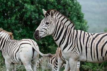Male african zebra close in front of his herd in the bush