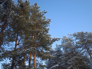 Obraz premium tree in the sky