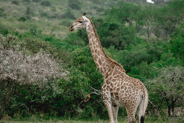 Giraffe standing in the bushland of south africa kwa zulu natal