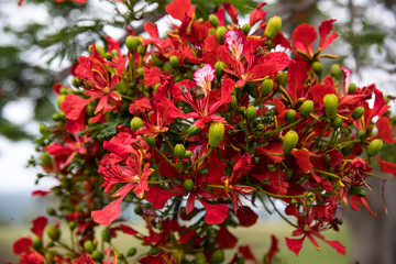 Bees in african flower humming and collecting nectar