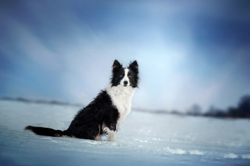Fototapeta na wymiar border collie dog beautiful winter portrait in a snowy magic light 