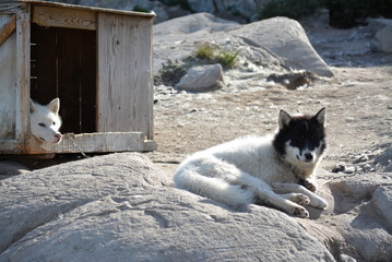 Ilulissat Greenland - July, sled dogs on a warm and sunny summer day, there life about 3200 husky in Ilulissat which the people need for the winter, in summer they only lying in the sun