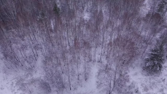 Beautiful pine trees forest cowered in snow. Early morning first warm light. Unique aerial drone shots in frizzing cold winter.