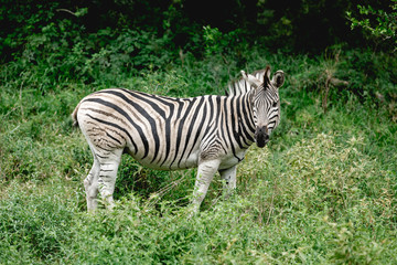 Zebra with short tail in the green african bush watching